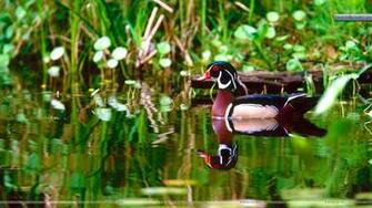 Wood Duck Wallpaper