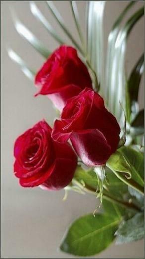 Flowers Wallpaper For Mobile Phone 33