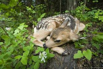 Landscape Nature Wallpaper Animals Desktop X