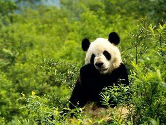 Nature Animals HD Wallpaper Funny Pictures Image