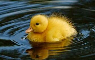 Wallpaper Duck