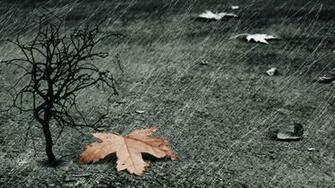 Wallpaper Leaf Tree Rain 3d Photo On The Desktop Pictures