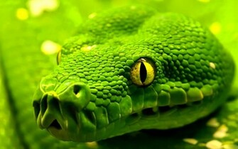 Green Snake Wallpaper