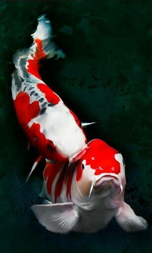 Bigger Koi Fish Live Wallpaper Ripple For Android Screenshot