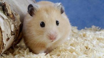 Hamster Background HD Photos Wallpaper