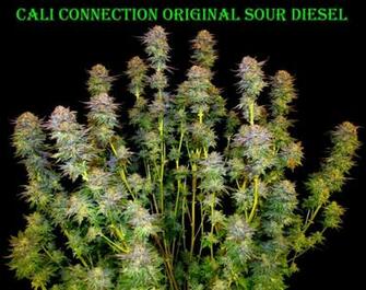 Sour Diesel Regular Cannabis Seeds HD Walls Find Wallpaper