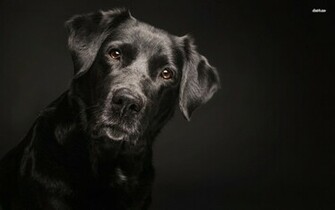 Black Labrador Wallpaper Jpg
