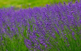 Lavender Field HD Wallpaper Background
