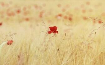 Red Poppies Wallpaper