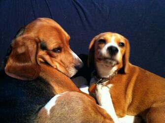 Cynthetic Obsessions Funny Beagle Poses
