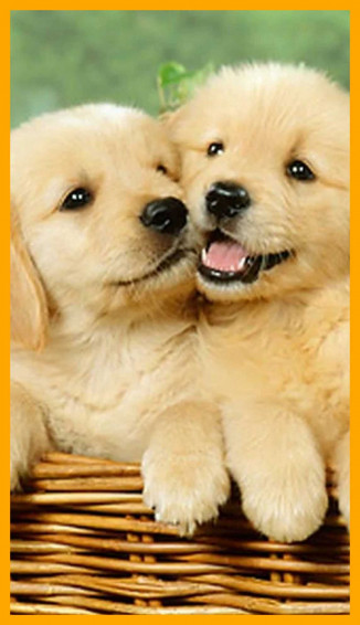 4k Puppy Wallpaper