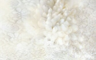 White Roses Flowers Wallpaper