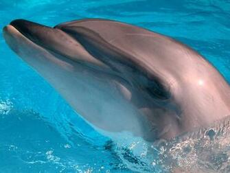 Dolphin Desktop Wallpaper For Laptop HD