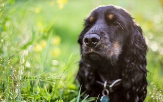Animal Cocker Spaniel Wallpaper
