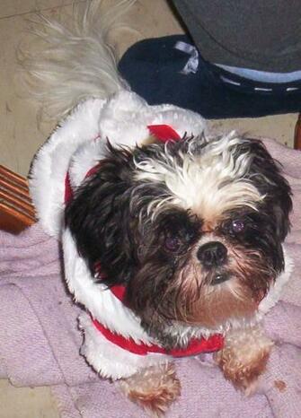 Hohoho Its Santa Shih Tzu By Hoshimyaichigo