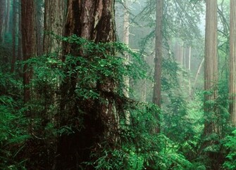 Redwoods Mount Royal Basin Scenic River Silver Creek
