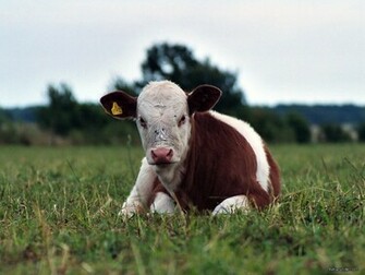 Cows Wallpaper