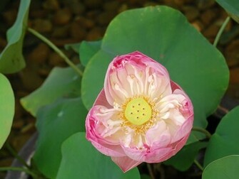 Cool Wallpaper Flower