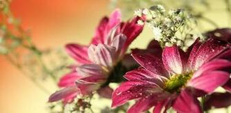 Flowers Wallpaper