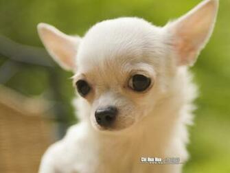 Chihuahua Puppy Wallpaper Pictures No