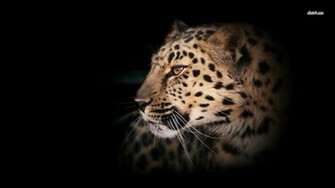 Leopard HD Image Wallpaper