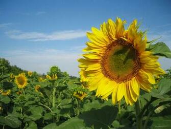 Flowers Wallpaper HD Widescreen Sunflowers Nature