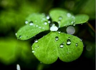 Wet Clovers Wallpaper