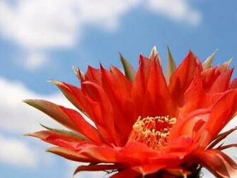 Flower Blossom Wallpaper