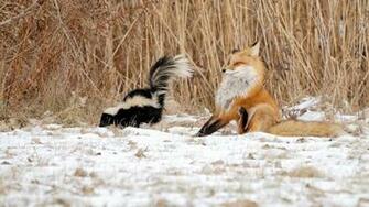 Animals Funny Winter Nature Skunk