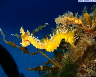 Wallpaper Sea Seahorses
