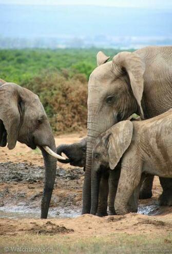Africa Elephant Wildlife Photography By Piccaya
