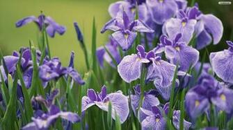 Iris Wallpaper