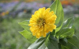 Labels Flowers Pictures Wallpaper Zinnia