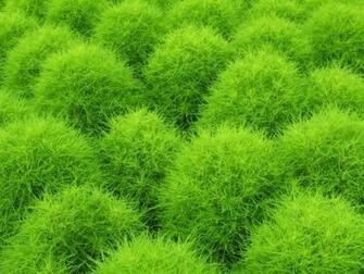 Green Wallpaper