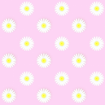 Pink Daisy Background