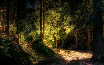 Light In The Forest Desktop Wallpaper