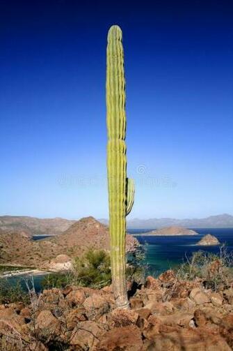 Cactus And Muntains Landscape Of The Marine National Park Bahias