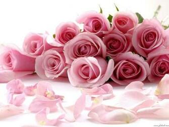 Beautiful Pink Roses Pictures Wallpaper Designs