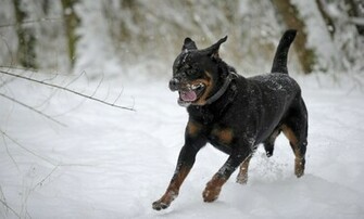 Rottweiler Wallpaper