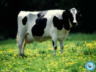 Cow Wallpaper Warhol