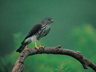 Amazing 7art Slide Show Screensaver With Fabulous Birds Photos