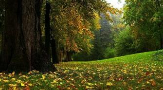 Autumn Fall Leaves Wallpaper