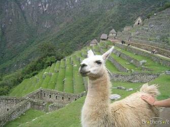 Llama Screensaver