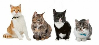 Group Of Cats European Shorthair In Front A White Background