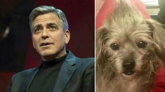 George Clooney Helps Parents Adopt Rescued Dog Named Nate