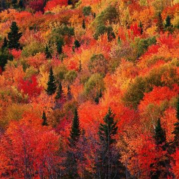 Fall Wallpaper Autumn Trees Pictures