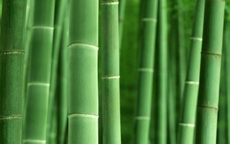 Bamboo Desktop Phone And More Nature High Definition P