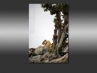 Gallery Keywords For This Photo Africa African Safari