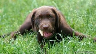 Labrador Center Retriever Desktop And Background Image