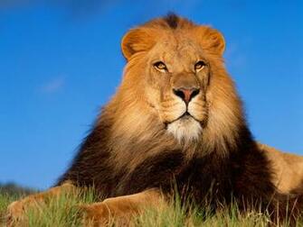 Best Animal Pictures Of Wildlife Ghank